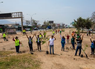 SERPAR y la Municipalidad de Los Olivos plantaron 500 árboles Plantación de 500 árboles en Los Olivos