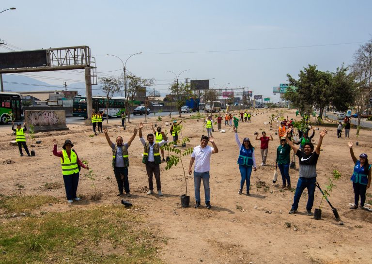 SERPAR y la Municipalidad de Los Olivos plantaron 500 árboles