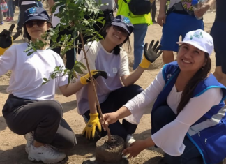 Siembran 3,236 árboles en dieciséis distritos de Lima