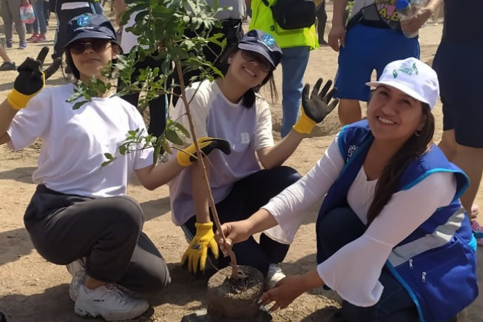 Siembran 3,236 árboles en dieciséis distritos de Lima