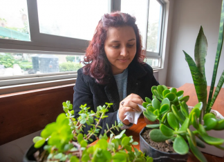 Consejos y recomendaciones para cuidar tus plantas en el invierno