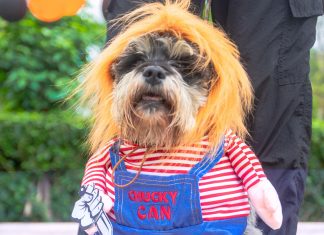 Canoween: Serpar organiza concurso de disfraces para perritos en clubes metropolitanos
