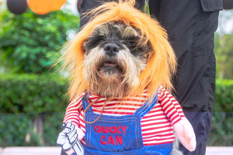Canoween: Serpar organiza concurso de disfraces para perritos  en clubes metropolitanos