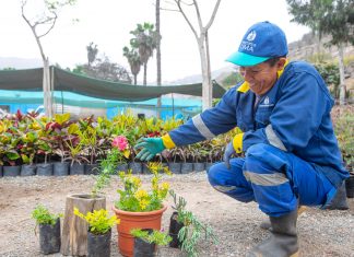 Serpar te recomienda plantas y flores para la primavera Serpar ofrece una variedad de plantas primaverales