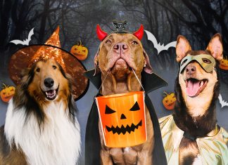 Celebra Halloween y el Día de la Canción Criolla en los clubes y parques metropolitanos de Serpar Canoween en clubes metropolitanos