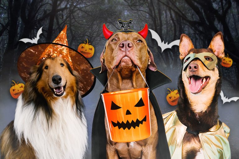 Celebra Halloween y el Día de la Canción Criolla en los clubes y parques metropolitanos de Serpar