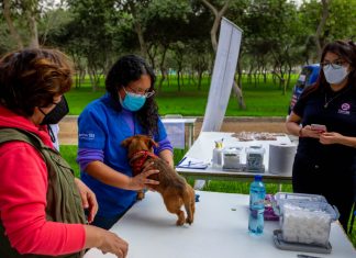 Perritos recibirán vacunación antirrábica gratuita en el Club Metropolitano Huayna Cápac Campaña de vacunación antirrábica