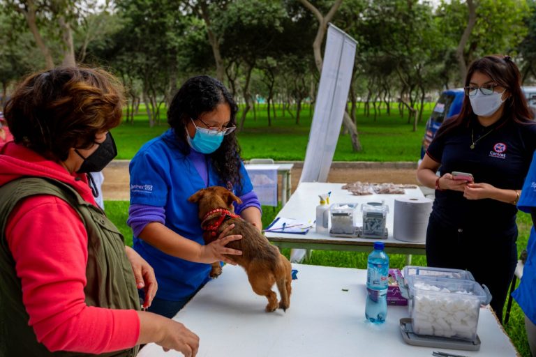 Perritos recibirán vacunación antirrábica gratuita en el Club Metropolitano Huayna Cápac