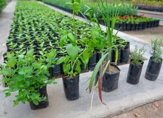 Serpar recomienda cinco plantas para repeler a los mosquitos Plantas que repelen mosquitos