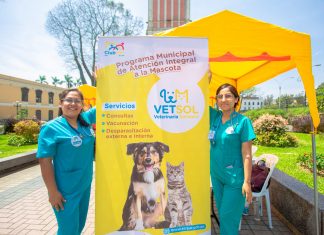 Adoptan y apadrinan gatitos en Michi Feria del Parque Universitario Michi feria en el Parque Universitario