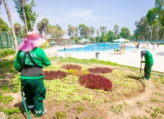 Complejos de piscinas de los clubes metropolitanos lucen renovadas áreas verdes Recuperación de áreas verdes en piscinas