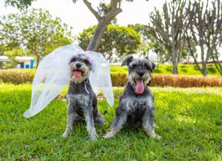 Michi Boda y Matri Can: mascotas se dan el “Sí” por San Valentín Bodas de perros y gatos en clubes y parques metropolitanos