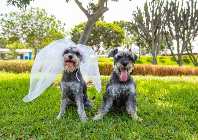 Bodas de perros y gatos en clubes y parques metropolitanos