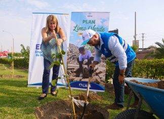 SERPAR y EMMSA realizan plantación en el Gran Mercado Mayorista de Lima Plantación entre Serpar y Emmsa