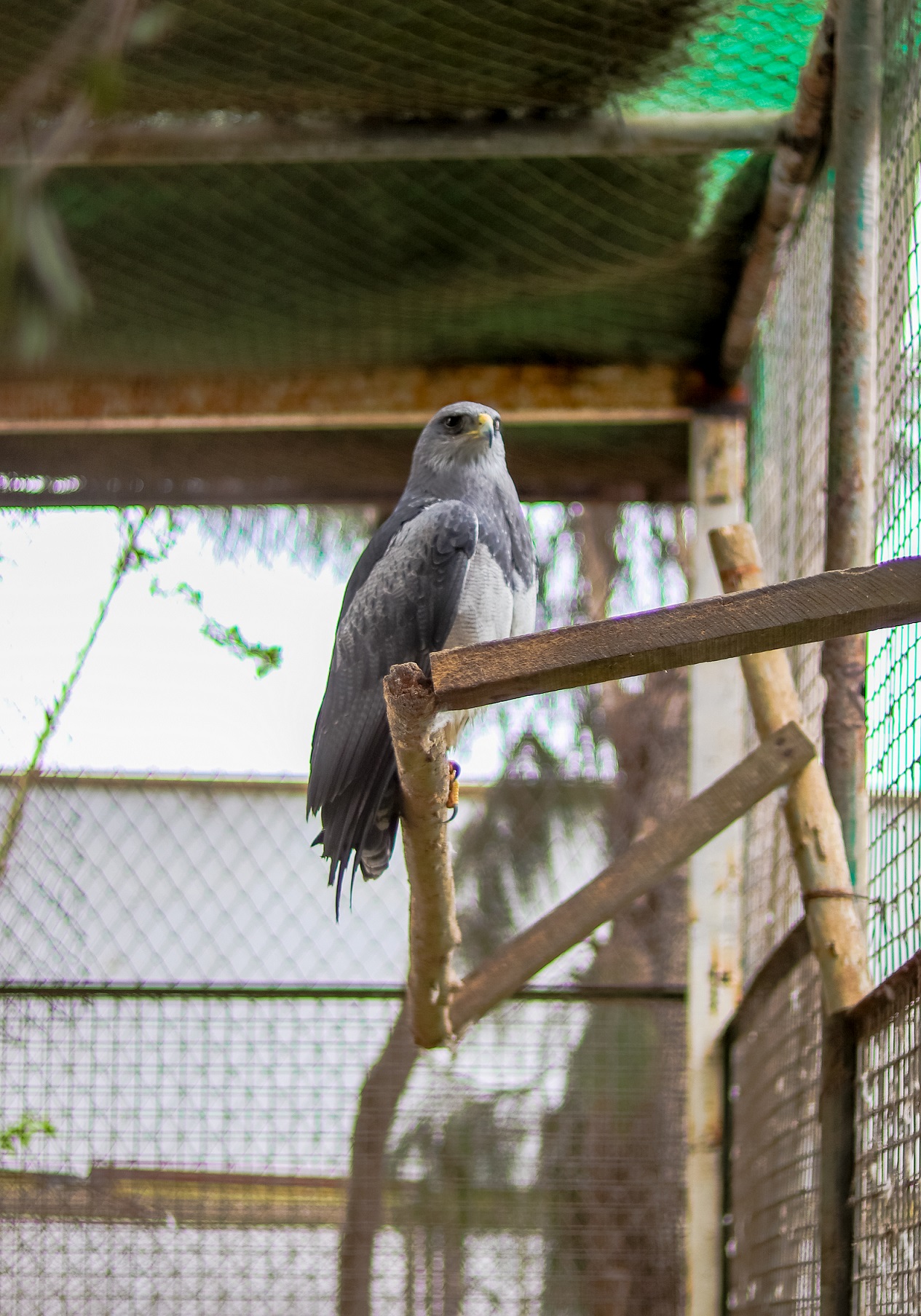 ÁGUILA MORA