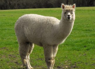 ALPACA