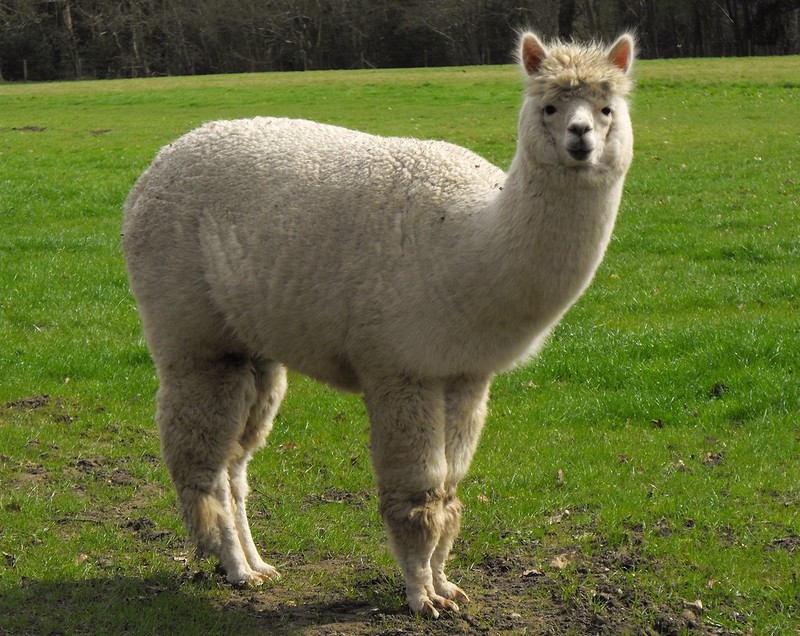 ALPACA