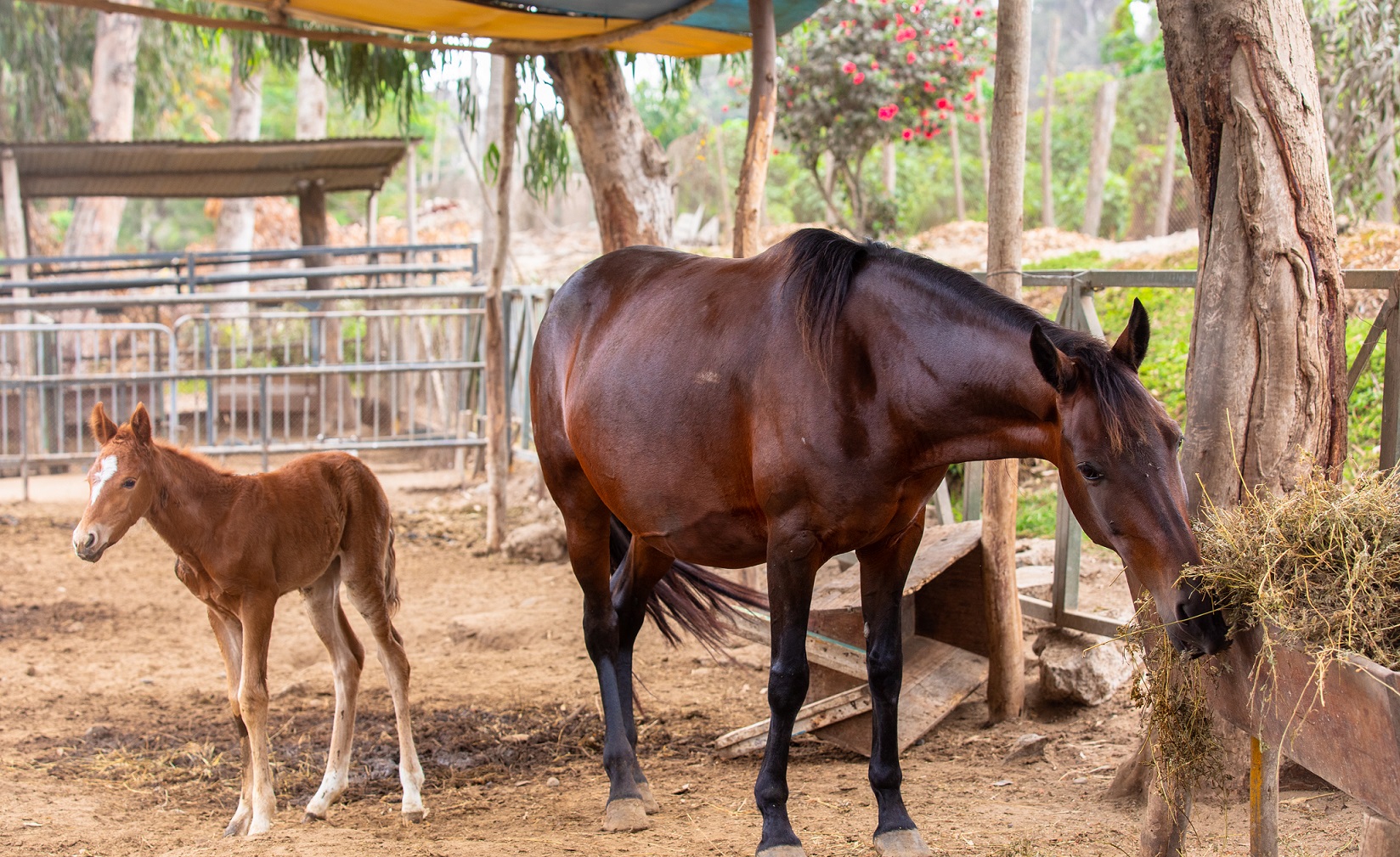 CABALLO