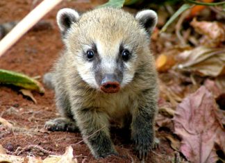 COATÍ