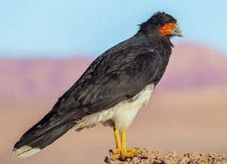 CARACARA