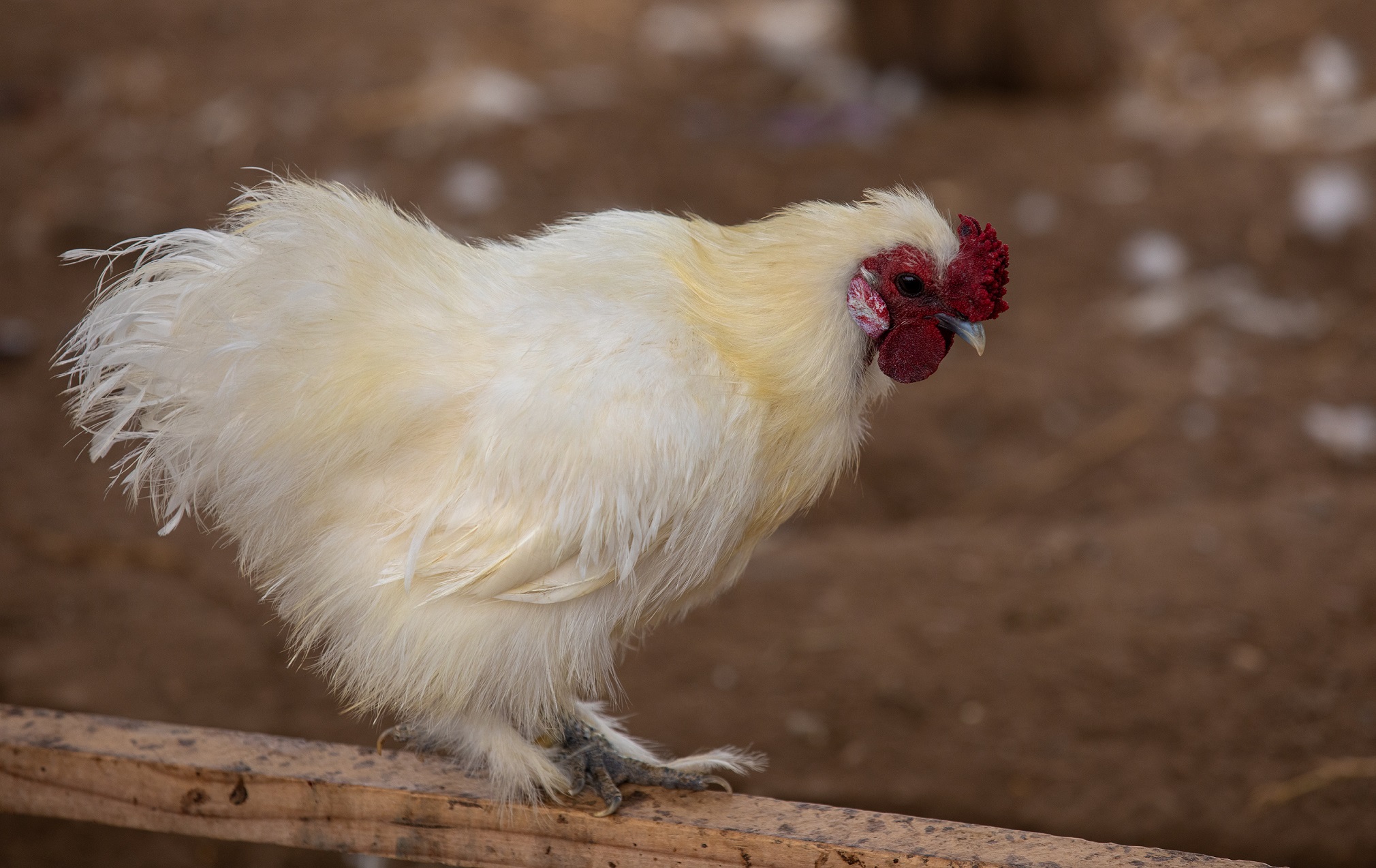 GALLINA JAPONESA