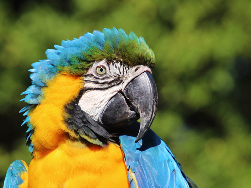 GUACAMAYO AMARILLO AZUL