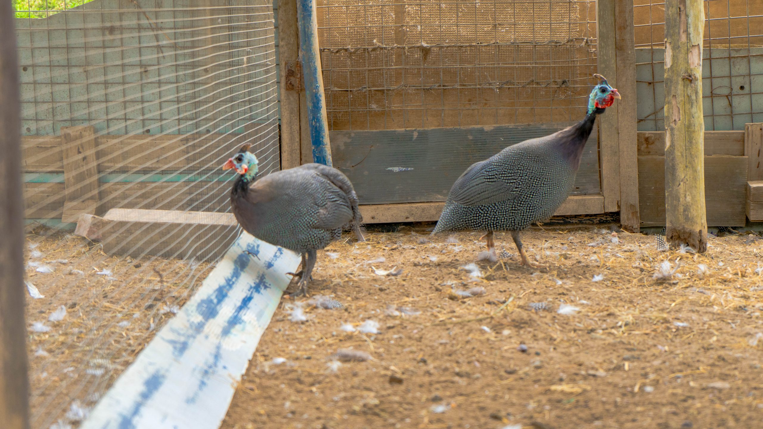 GALLINA DE GUINEA 