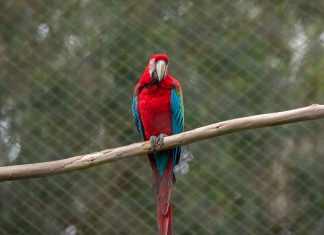 Guacamayo Rojo/Verde