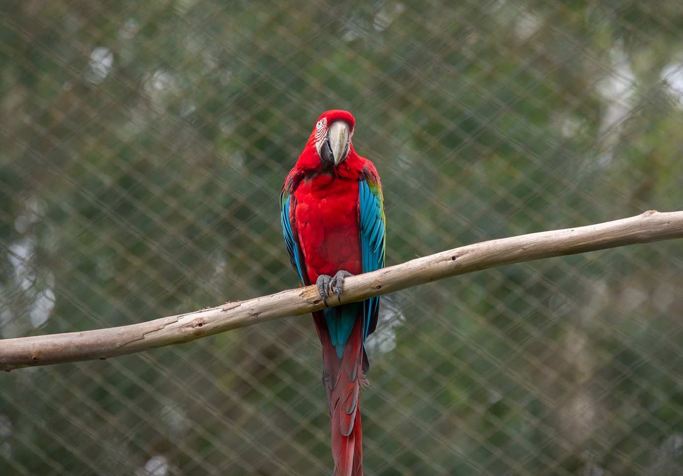 Guacamayo Rojo/Verde