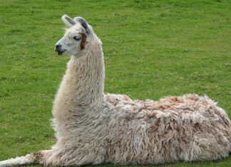 LLAMA