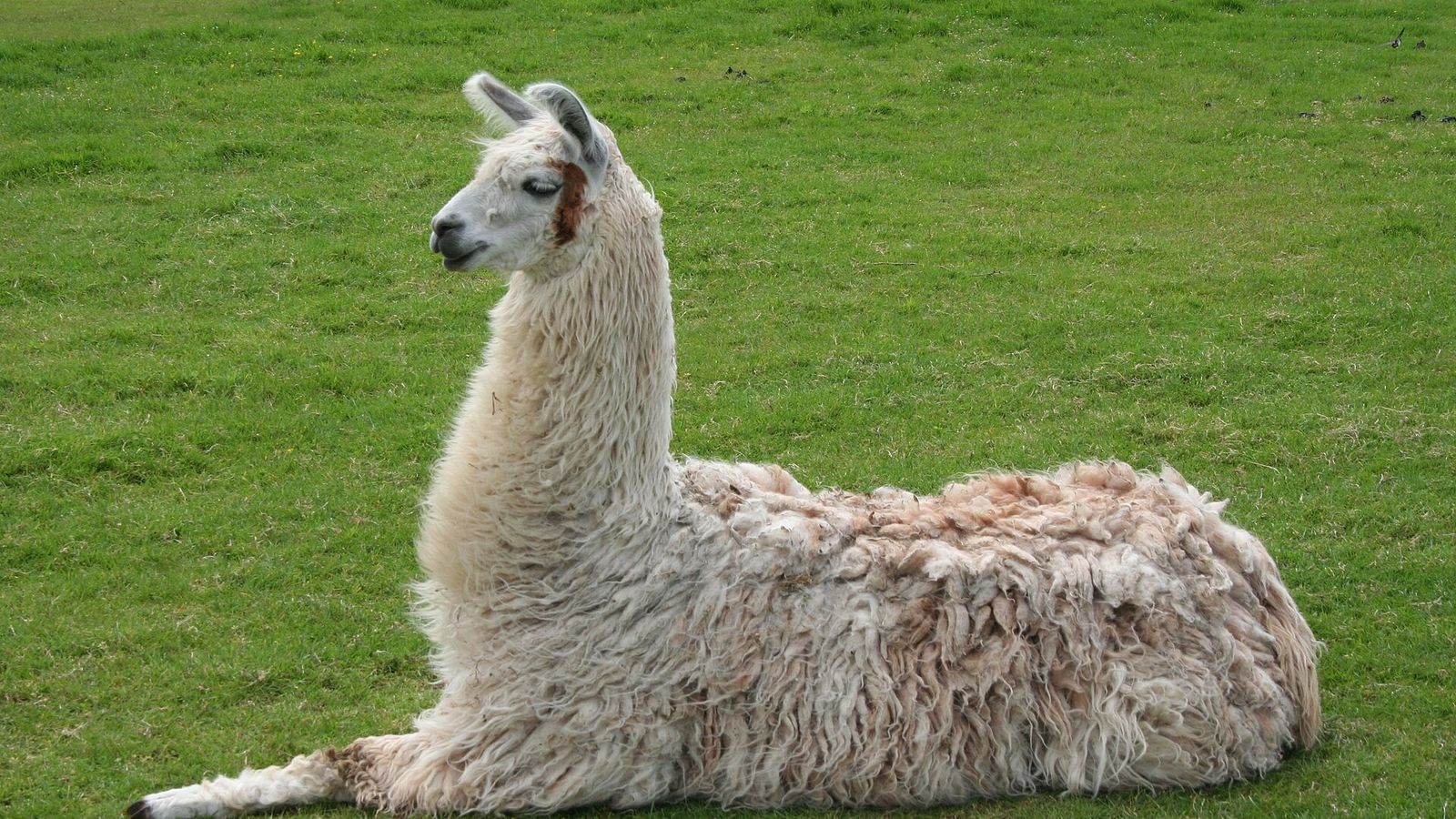 LLAMA