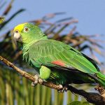 LORO FRENTE AMARILLA
