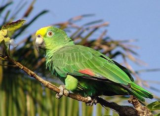 LORO FRENTE AMARILLA