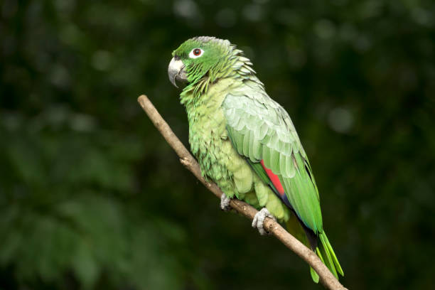 LORO VERDE