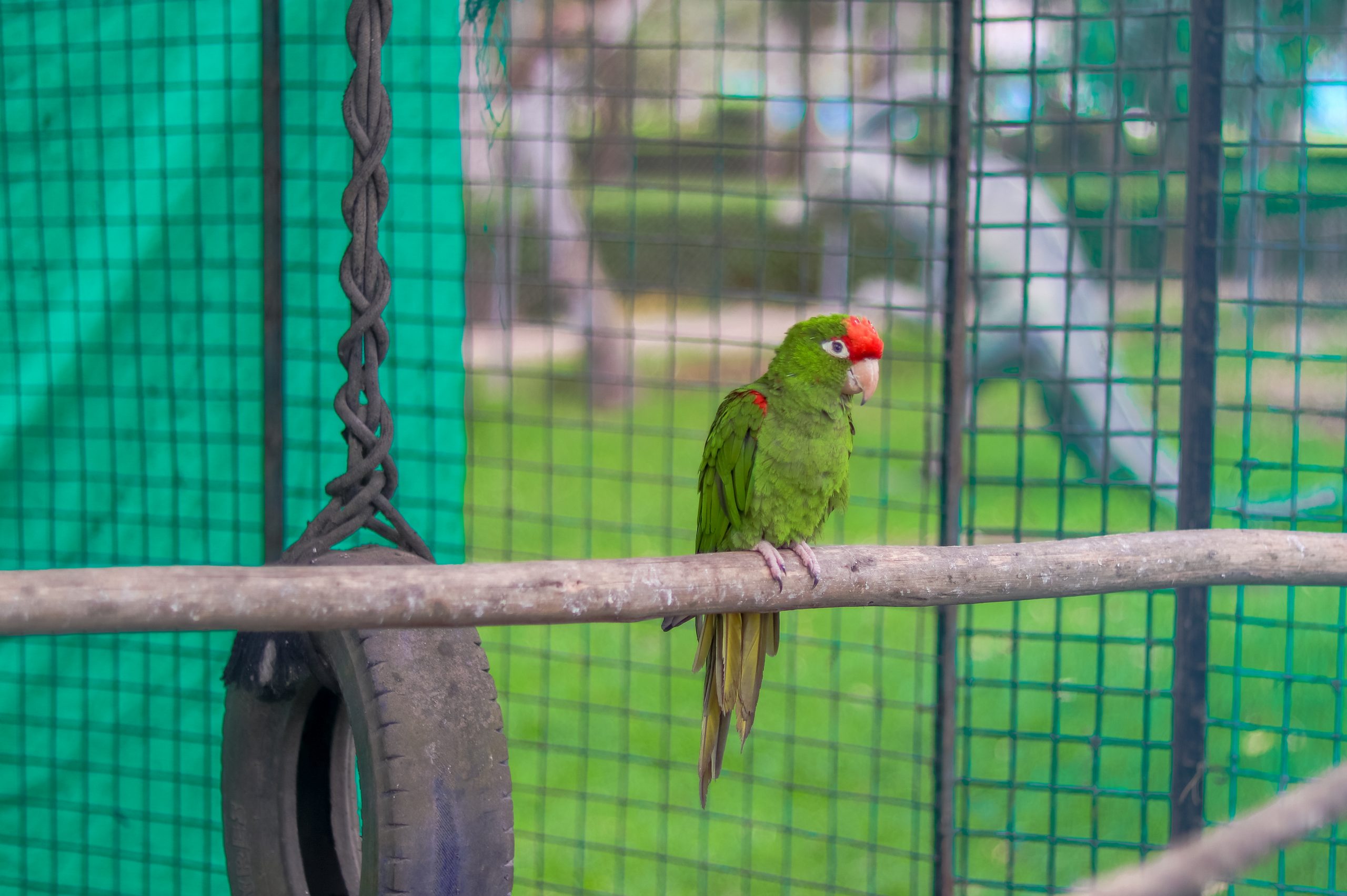 LORO CABEZA ROJA