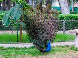 PAVO REAL