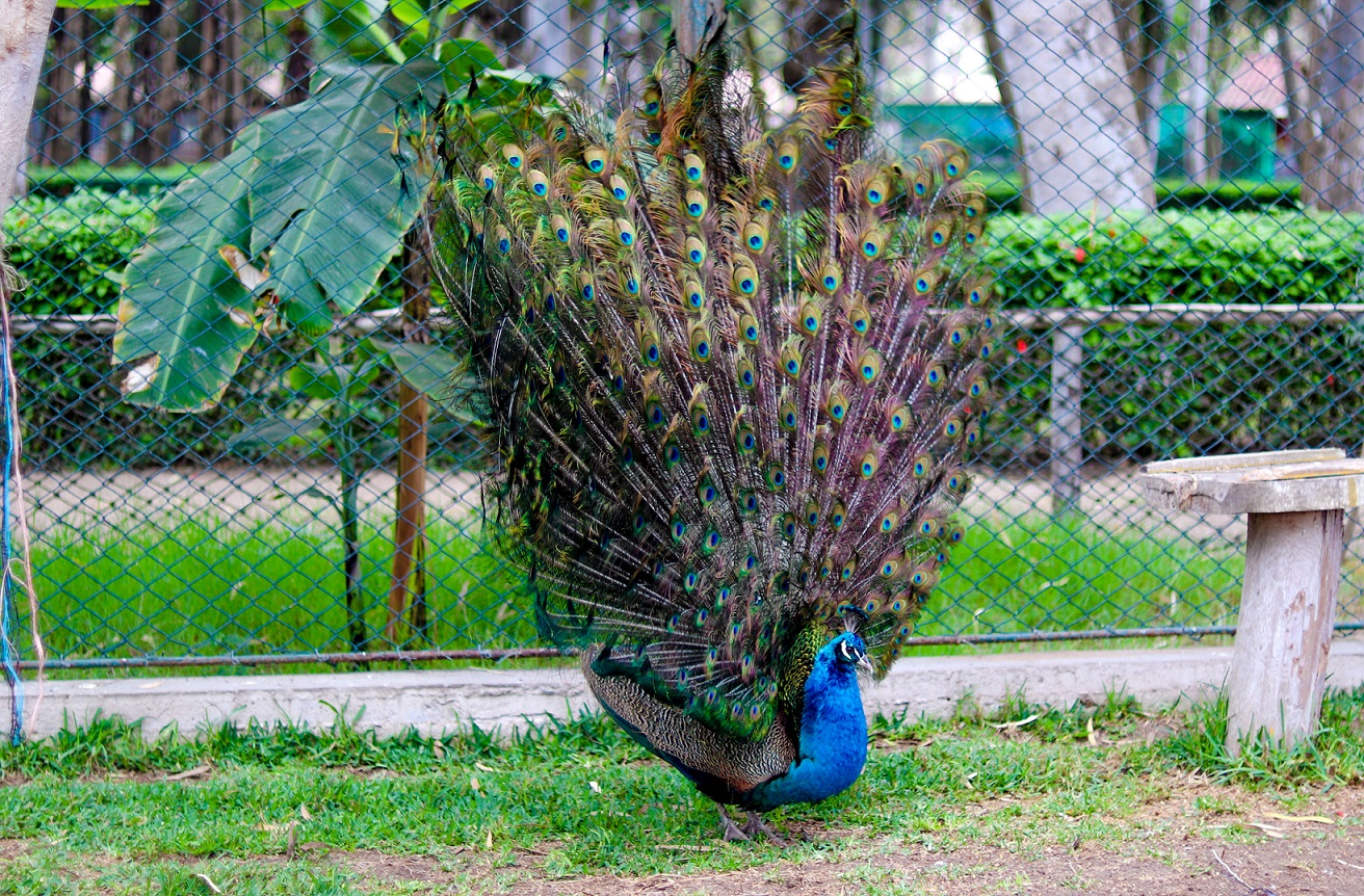 PAVO REAL 