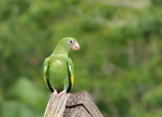 PIHUICHO ALA AMARILLA