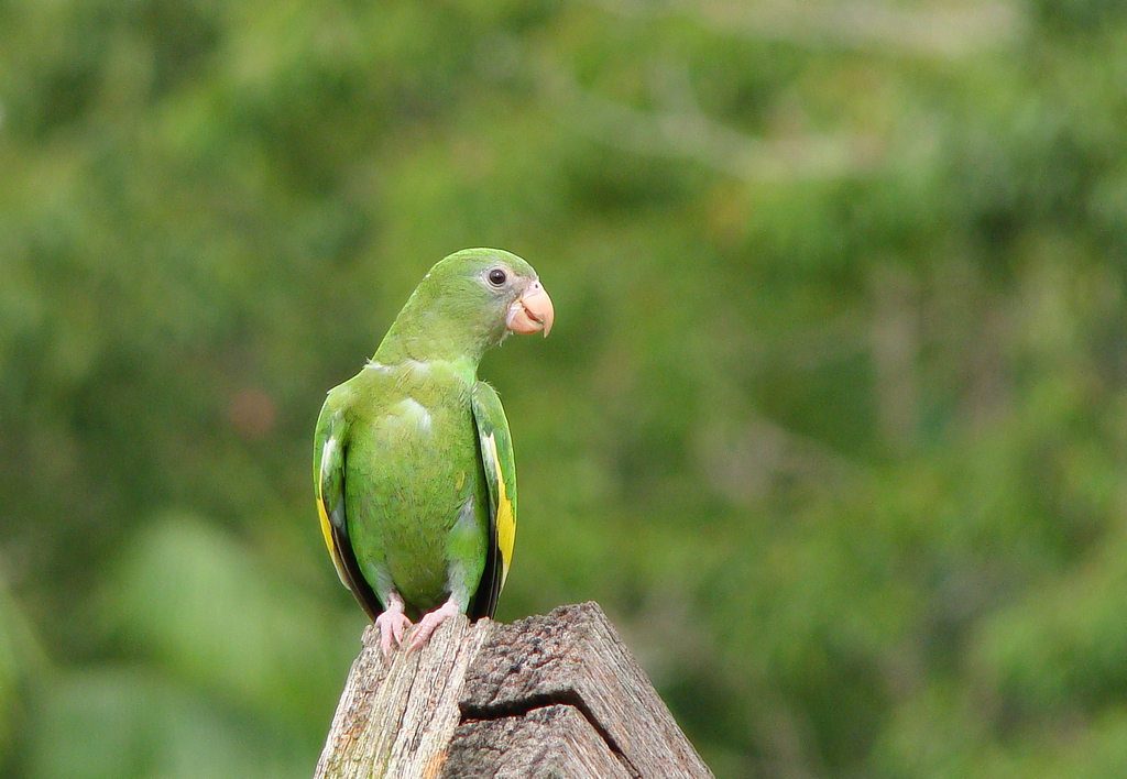 PIHUICHO ALA AMARILLA