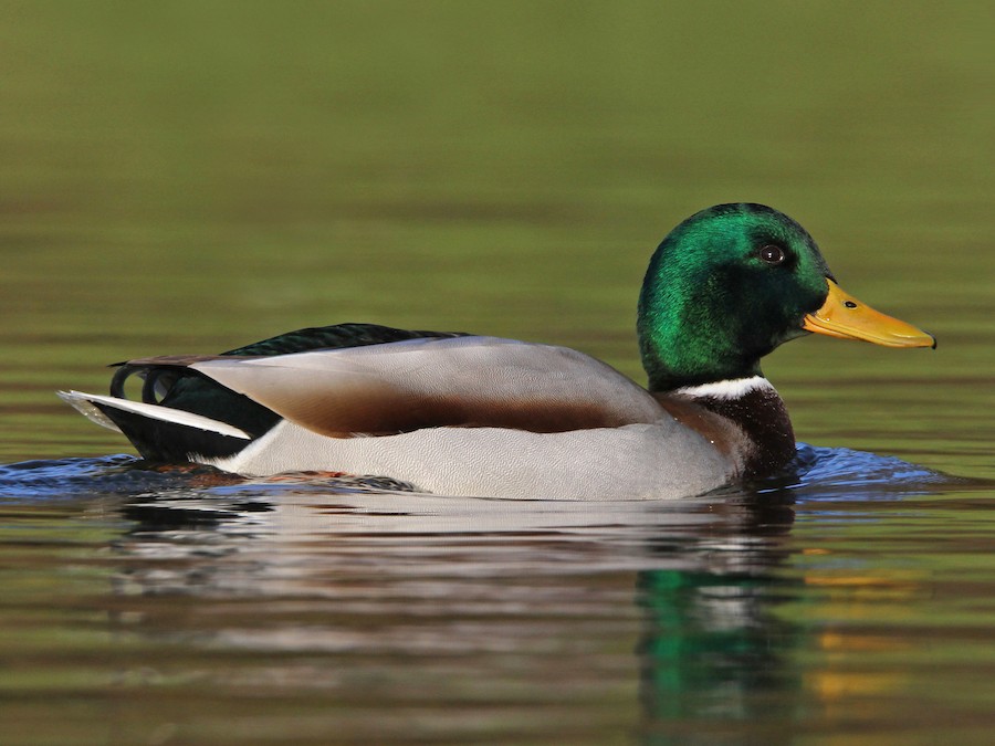 PATO MALLARD