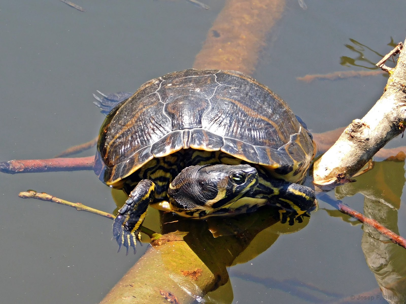 TORTUGA AMERICANA