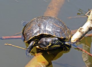 TORTUGA AMERICANA