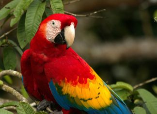 GUACAMAYO ESCARLATA
