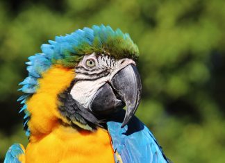 GUACAMAYO AMARILLO AZUL