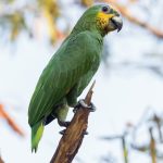 Amazona alinaranja (1)