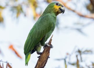 AMAZONA ALINARANJA