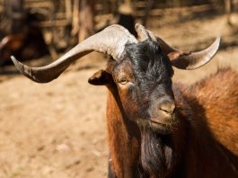 CABRA JUAN FERNANDEZ