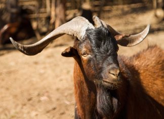 CABRA JUAN FERNANDEZ