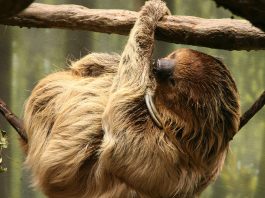 PEREZOSO DE DOS DEDOS