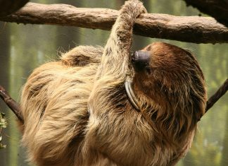 PEREZOSO DE DOS DEDOS